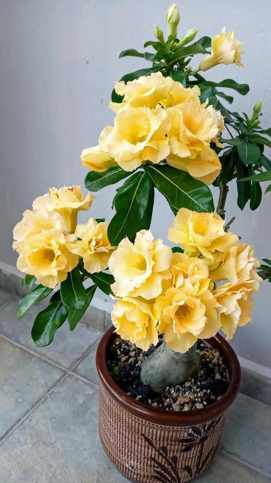 Adenium Plant (Grafted) for Sale | Buy Adenium Online