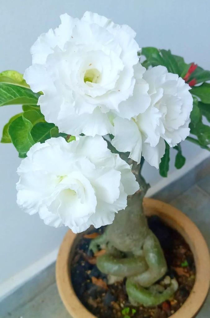 Adenium Plant (Grafted) for Sale | Buy Adenium Online