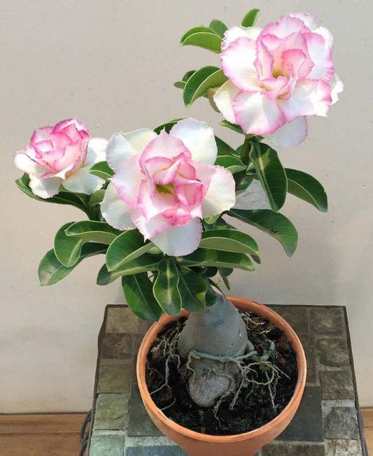 Adenium Plant (Grafted) for Sale | Buy Adenium Online