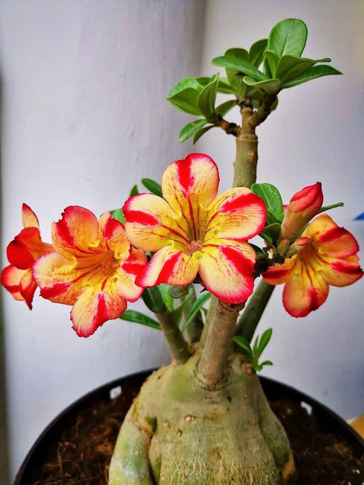 Adenium Plant (Grafted) for Sale | Buy Adenium Online