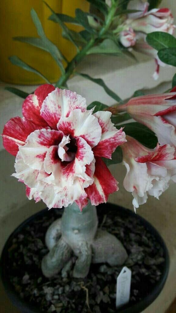 Grafted Adenium Plant for Sale | Buy Adenium Online | Adenium Plant or Sale near me | Grafted Adenium Buy