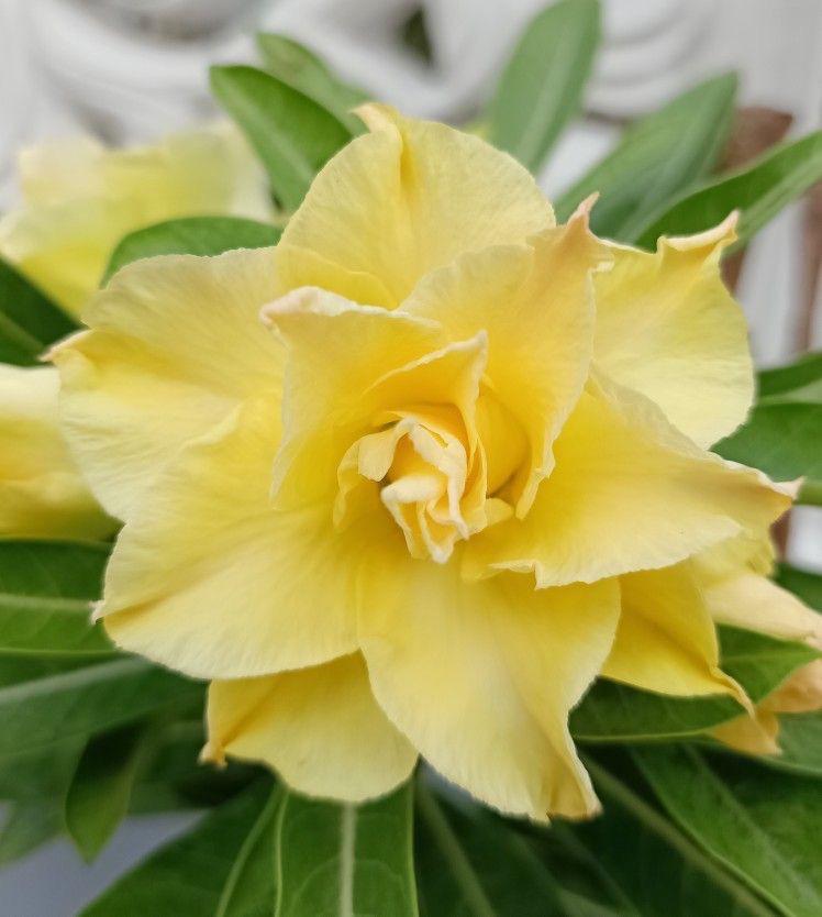 Adenium Plant (Grafted) for Sale | Buy Adenium Plant Online