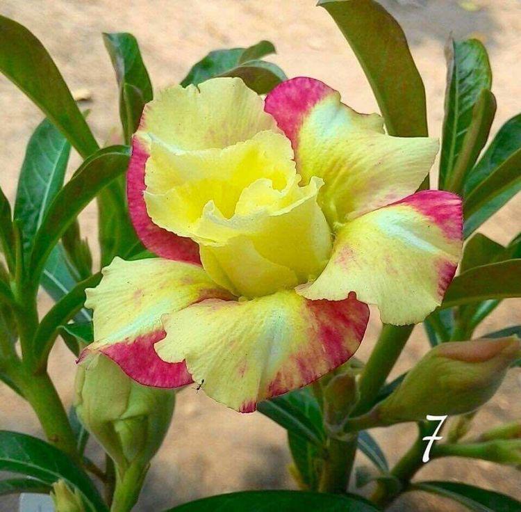 Adenium Plant (Grafted) for Sale Online