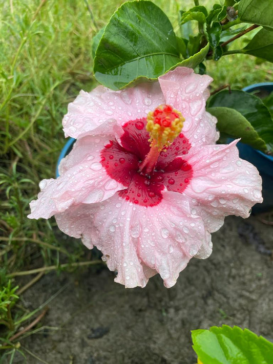 Hibiscus Plants for Sale | Buy Hibiscus Plant Online | Hibiscus Plants near me | Hibiscus Flower Plant for Sale