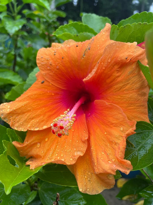 Hibiscus Plants for Sale | Buy Hibiscus Plant Online | Hibiscus Plants near me | Hibiscus Flower Plant for Sale