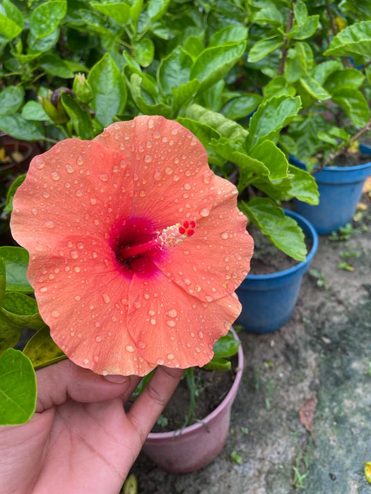 Gudhal Hibiscus Plants for Sale | Buy Hibiscus Plant Online | Gudhal Hibiscus Plants near me | Hibiscus Flower Plant for Sale