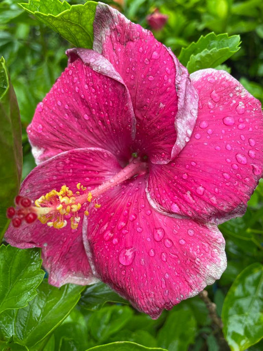 Hibiscus Plants for Sale | Buy Hibiscus Plant Online | Hibiscus Plants near me | Hibiscus Flower Plant for Sale