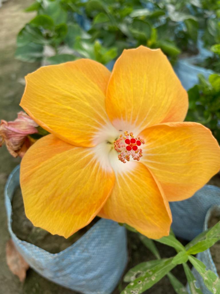 Hibiscus Plants for Sale | Buy Hibiscus Plant Online | Hibiscus Plants near me | Hibiscus Flower Plant for Sale