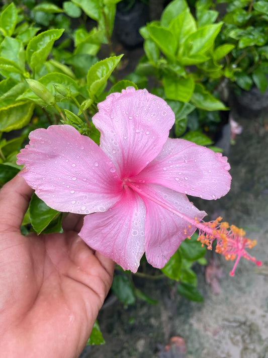 Hibiscus Plants for Sale | Buy Hibiscus Plant Online | Hibiscus Plants near me | Hibiscus Flower Plant for Sale