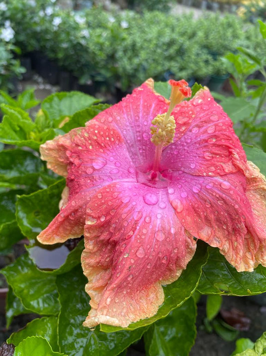 Hibiscus Plants for Sale | Buy Hibiscus Plant Online | Hibiscus Plants near me | Hibiscus Flower Plant for Sale