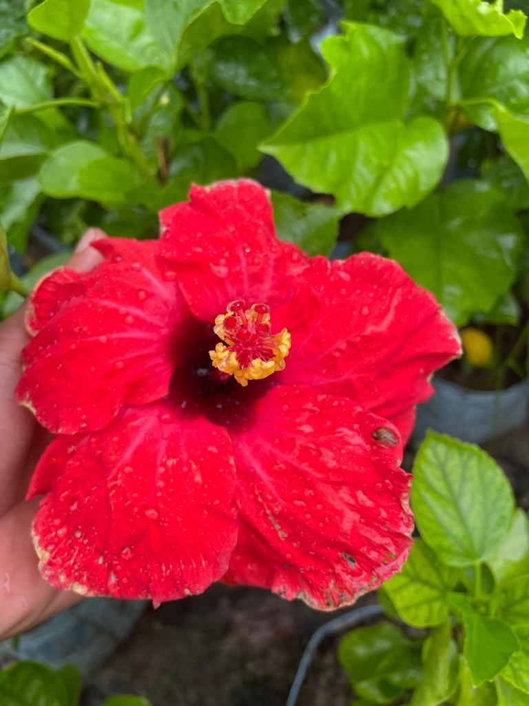 Hibiscus Plants for Sale | Buy Hibiscus Plant Online | Hibiscus Plants near me | Hibiscus Flower Plant for Sale