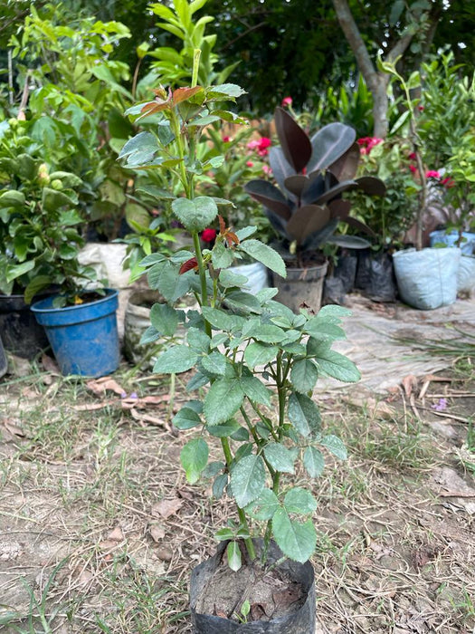 Abracadabra Rose Plant for Sale Online