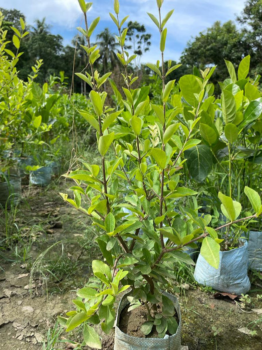 Barbados Cherry Fruit plant