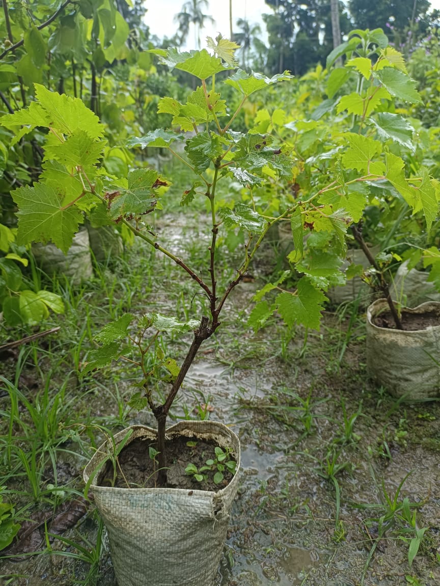 Red Grapes Plant (Seedless)