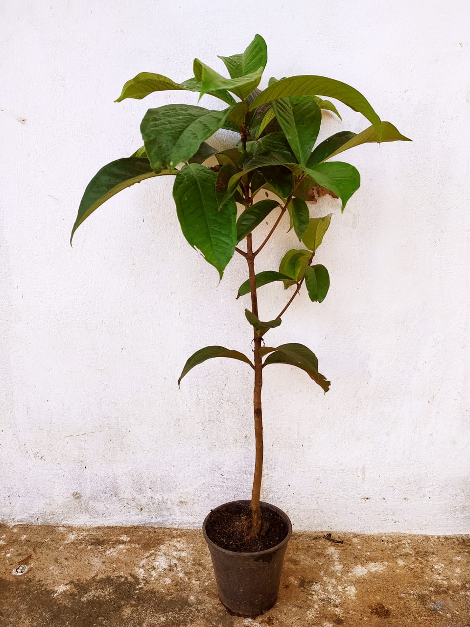 Malay apple- Fruit Plants & Tree