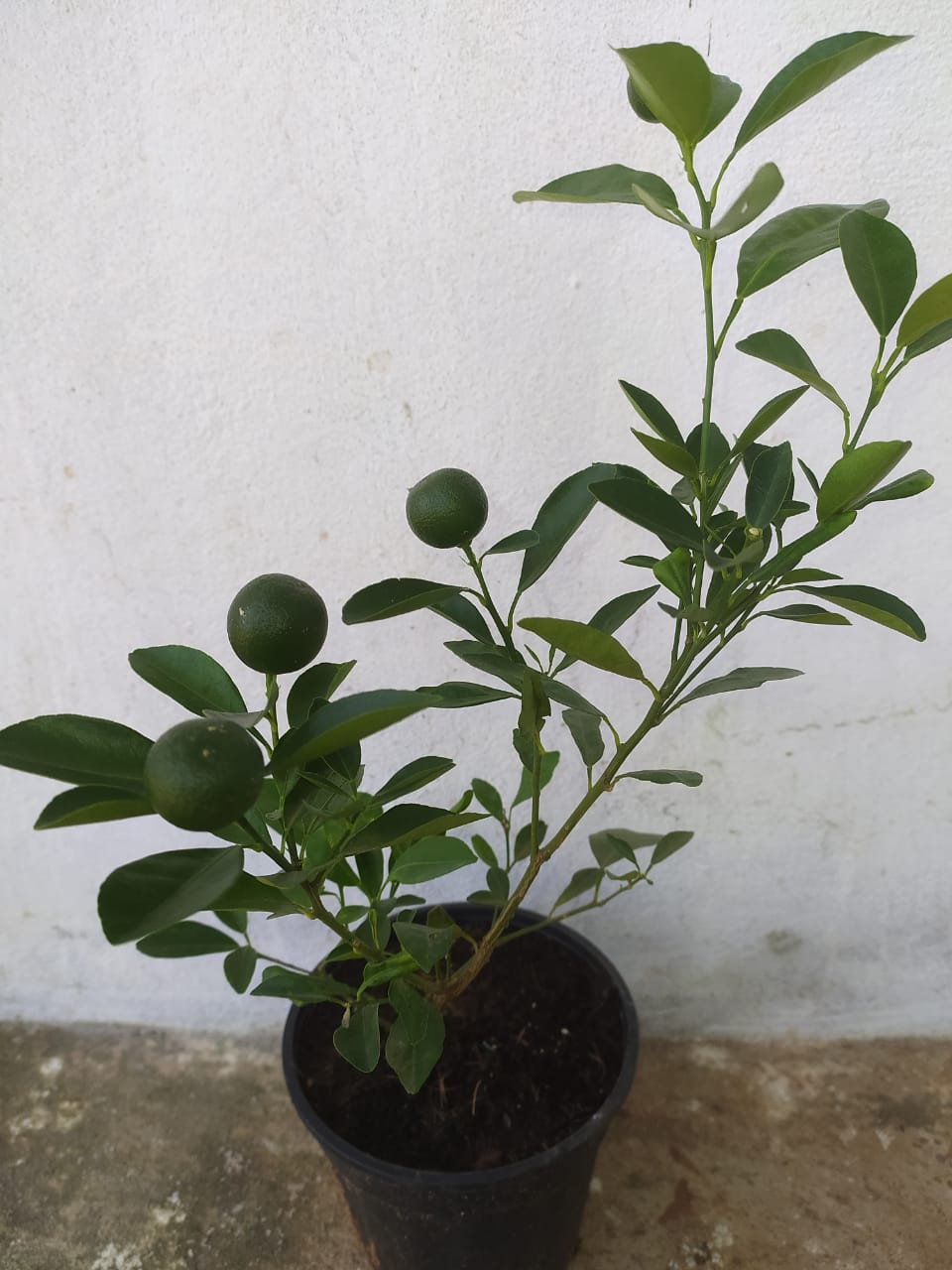 Table Lemon - Fruit Plants & Tree|Discount Lemon Trees |Lemon Tree Deals| Lemon Tree Sale