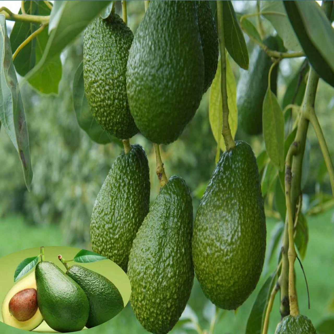 Grafted Avocado for Sale | Buy Avocado Online | Bulk Avocados for Sale