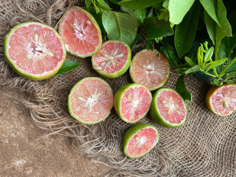 Red Lemon - Fruit Plants