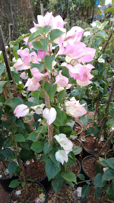 Pink and White Bougainvillea Plant for Sale | Buy Bougainvillea Online | Creepers and Climbers
