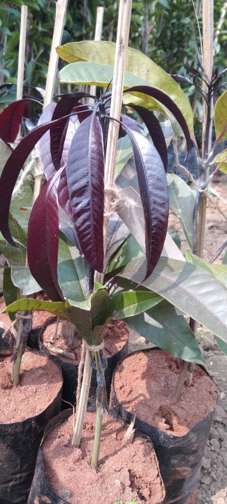 Black Mango Plant for Sale | Buy Mango Atkins Online | Tommy Mango for Sale