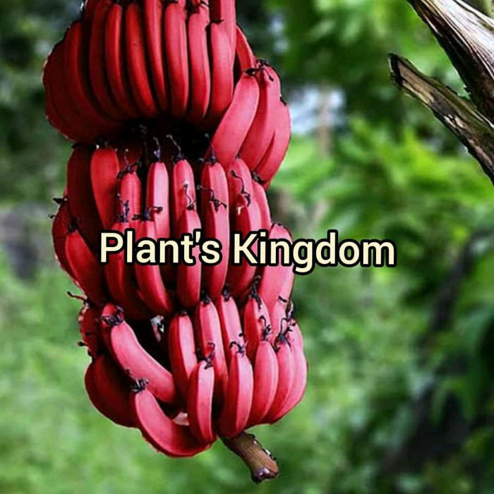 Red Banana Cavendish Banana Plant