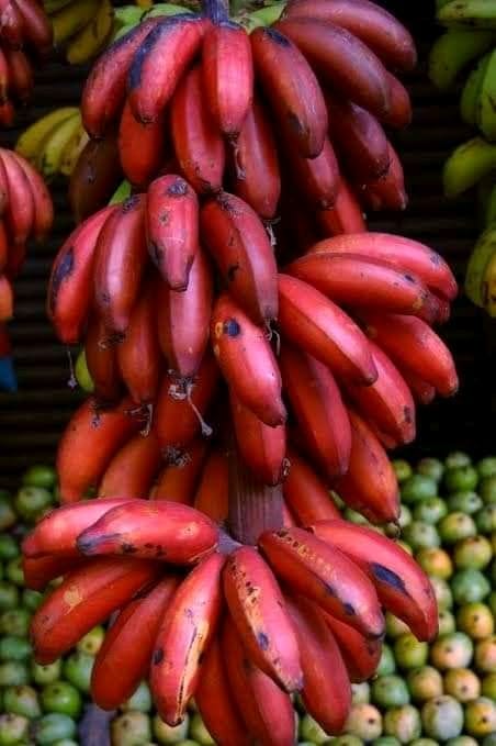 Red Banana Cavendish Banana Plant