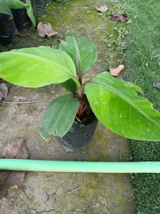 Red Banana Cavendish Banana Plant