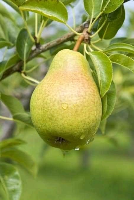 Pear Plant for sale | Pear tree for sale near me } Buy Pear trees online | Grafted Pear Plant price near me