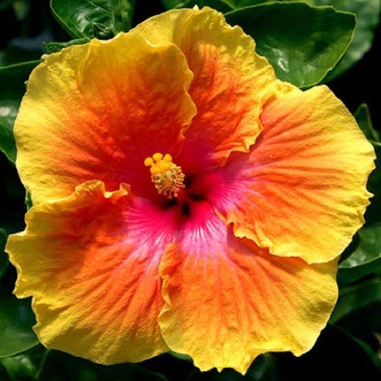 American Hibiscus Plants for Sale | Hibiscus Plants for Sale Buy Online