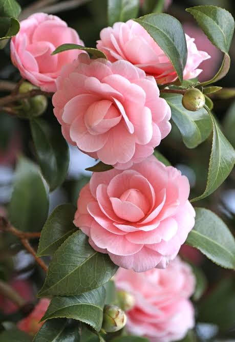 Camellia Plant for Sale | Buy Camellia Online | Camellia Flower Plant for Sale