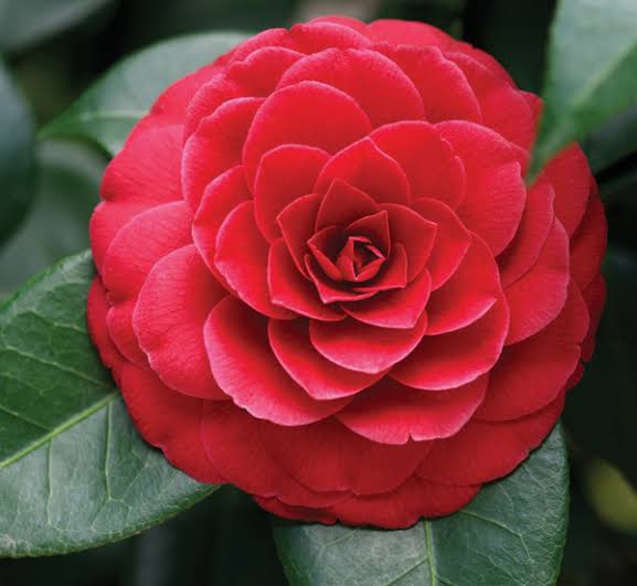 Camellia flower plant Red