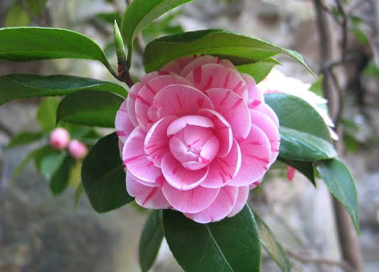 Camellia Plant for Sale | Buy Camellia Online | Camellia Flower Plant for Sale