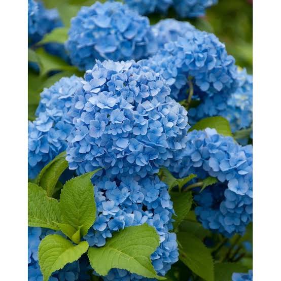 Hydrangea Flower plant blue|Blue hydrangea flowers for sale|Order blue ...