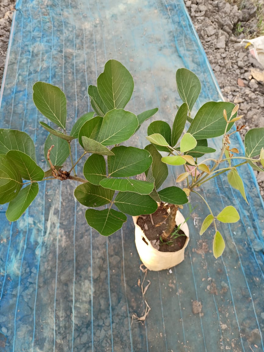 Palash Flower Plant (yellow)