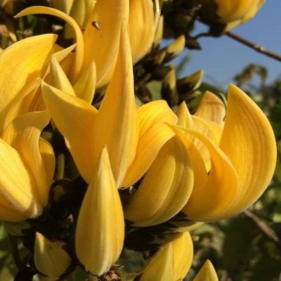 Palash Flower Plant (yellow)