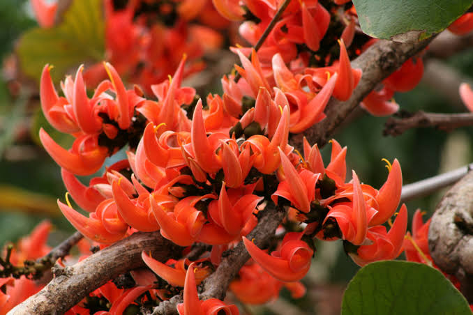 Palash Plant - Butea Monosperma, Flame of the Forest