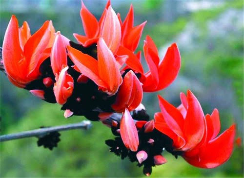 Palash Plant - Butea Monosperma, Flame of the Forest