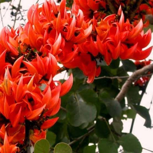 Palash Plant - Butea Monosperma, Flame of the Forest