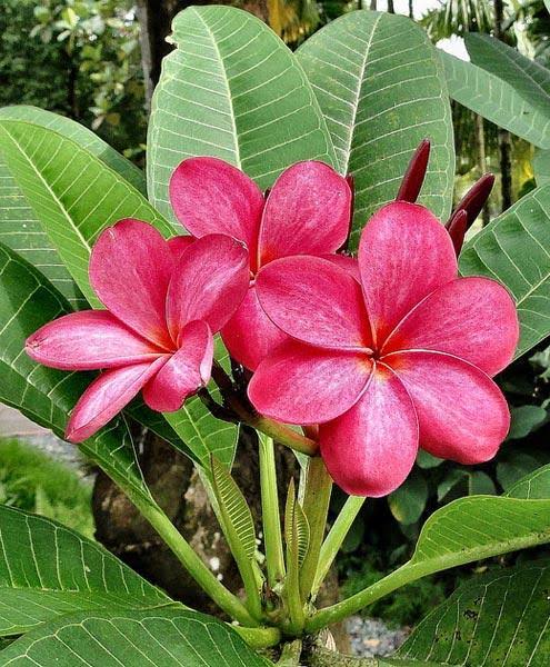 Plumeria , Champa pink