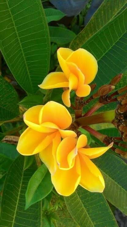 Plumeria, Champa