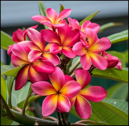 Plumeria, Champa