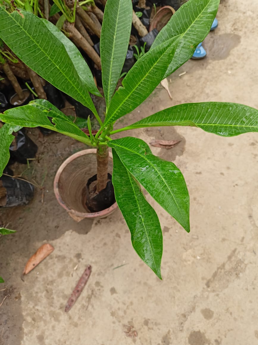 Plumeria, Champa White