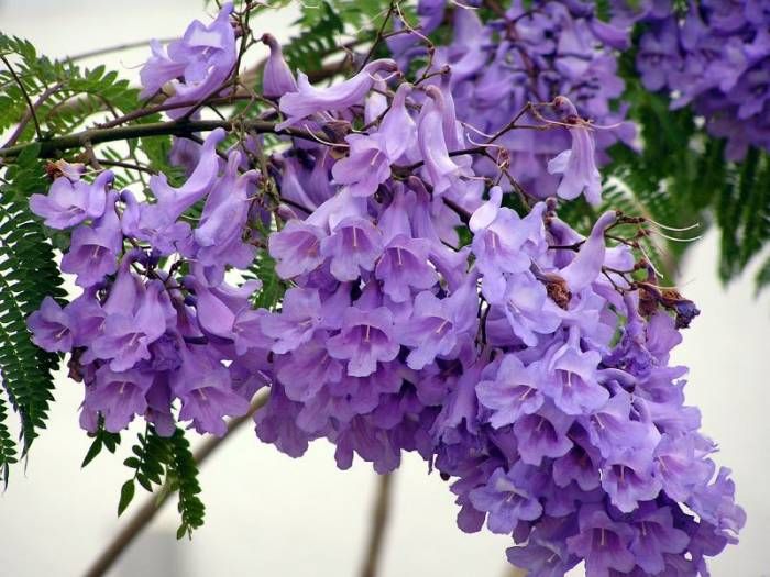 Jacaranda Flower Plant