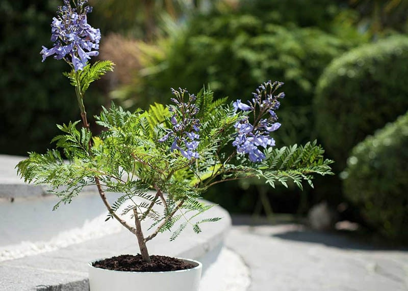 Jacaranda Flower Plant