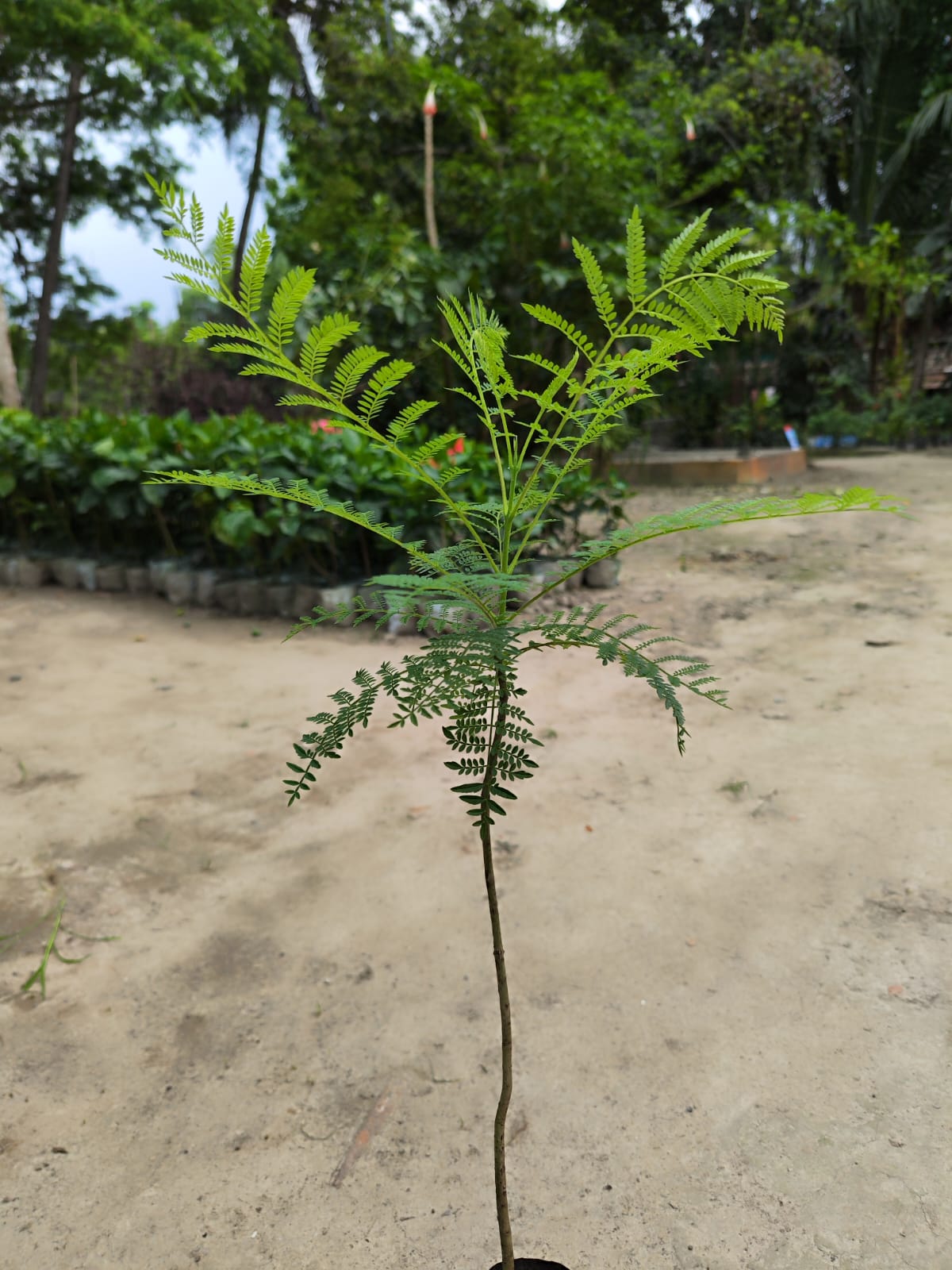 Jacaranda Flower Plant