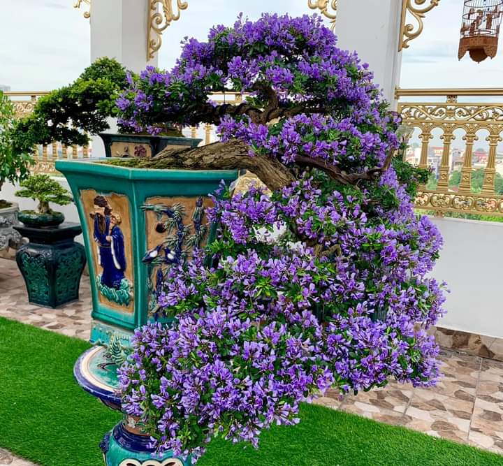Blue Bell flowering Plant