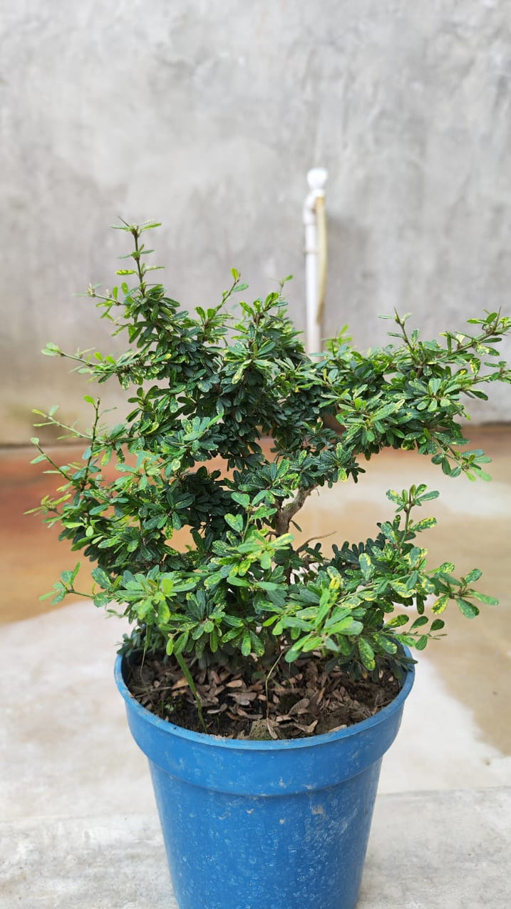 Blue Belles Flower Plant for Sale Buy Blue Bellflower Plant Online — PlantsKingdom