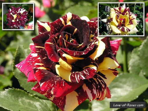 Abracadabra Rose Plant for Sale Online