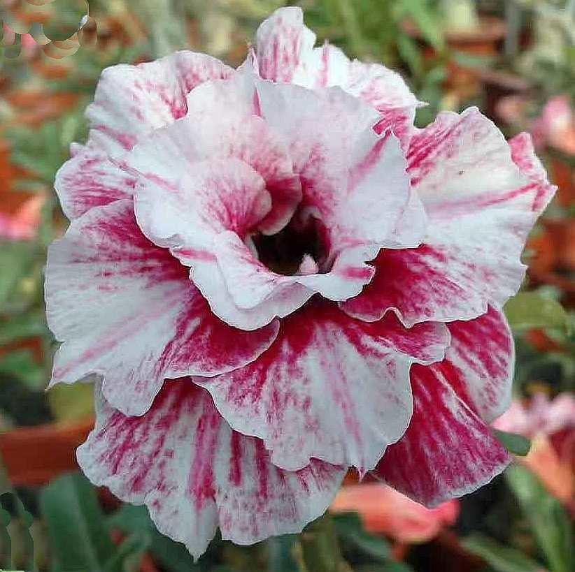 Adenium Plant (Grafted) for Sale | Buy Adenium Online