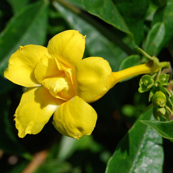 Allamanda Double Yellow for Sale Online - Flower Creepers & Climbers